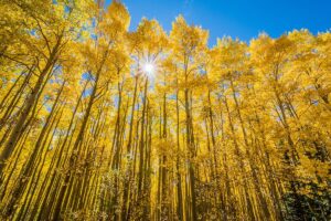 Aspens with yellow leaves in the Santa Fe National Forest.