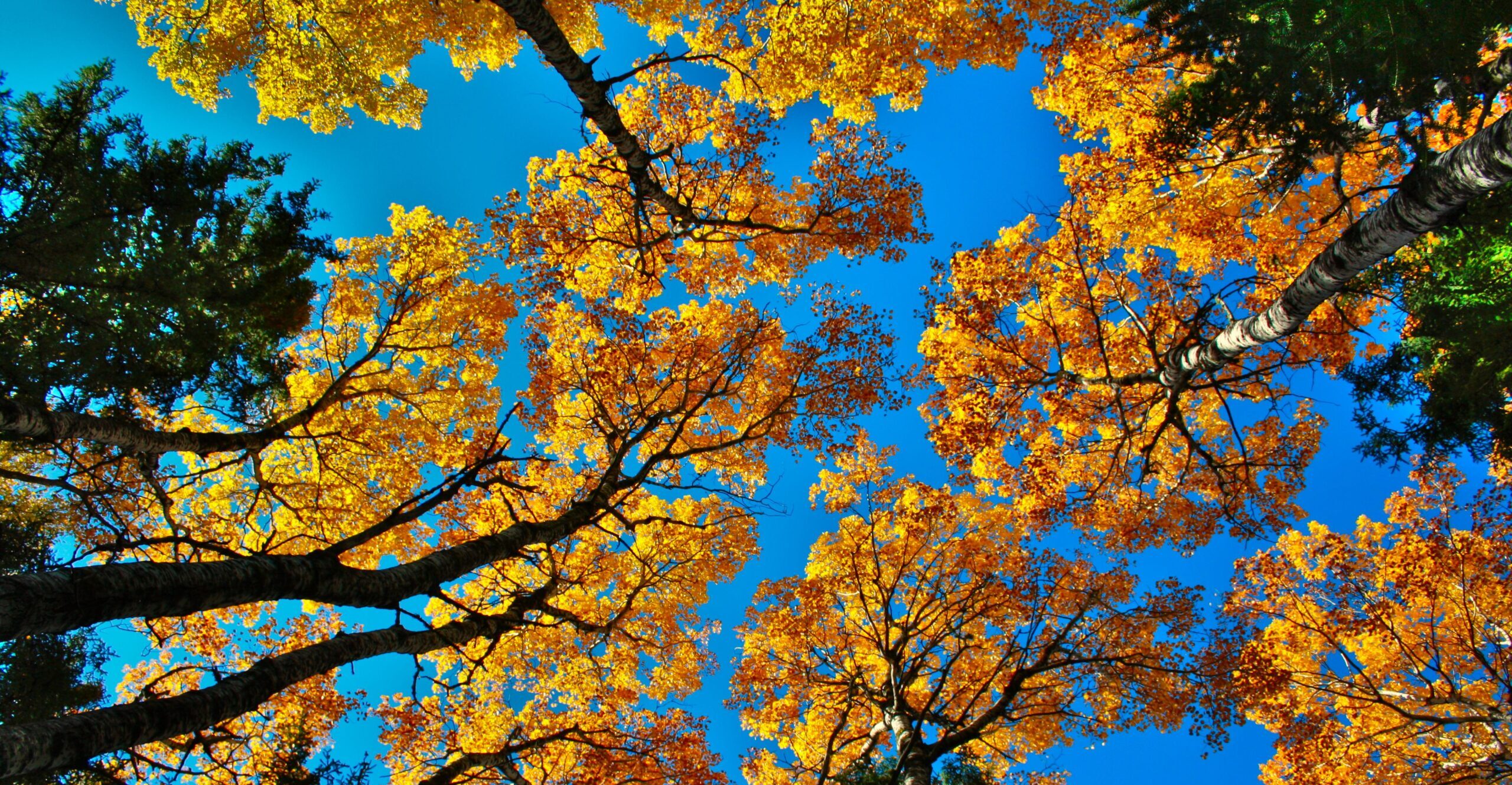 autumn trees .